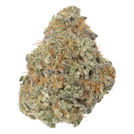 Chocolate Biscotti (Indica)