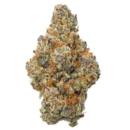 Gusherz 49 (Indica)