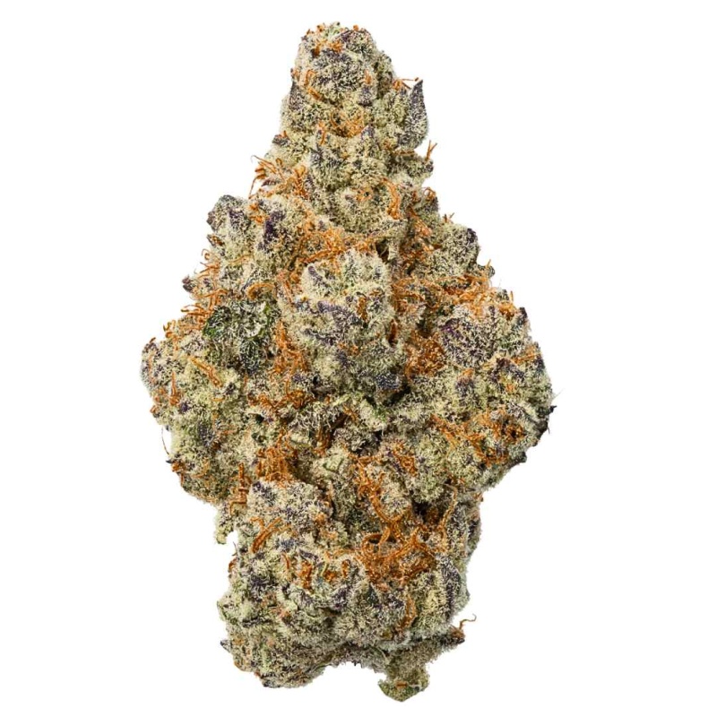 Gusherz 49 (Indica)