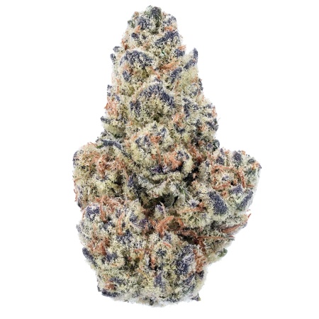 Blue Guava (Hybrid)