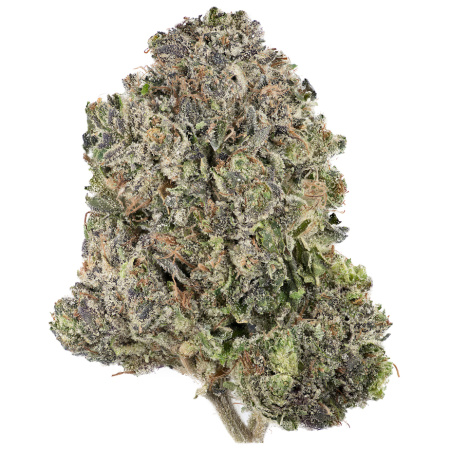 Mambo MG (Hybrid)