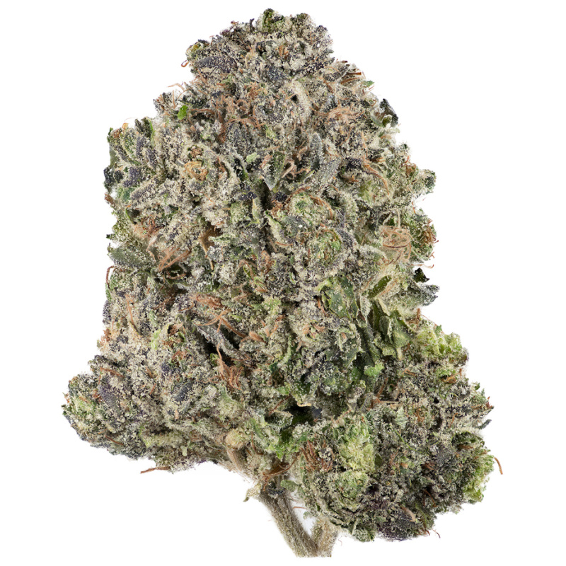 Mambo MG (Hybrid)
