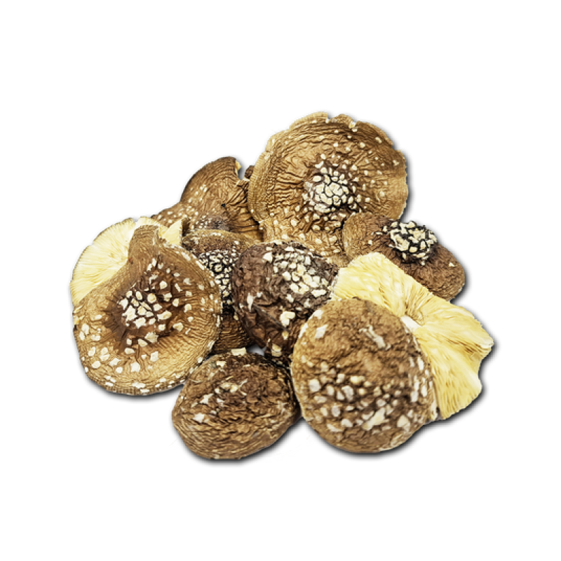 Amanita Pantherina | Dried Caps | 1oz | Grade A